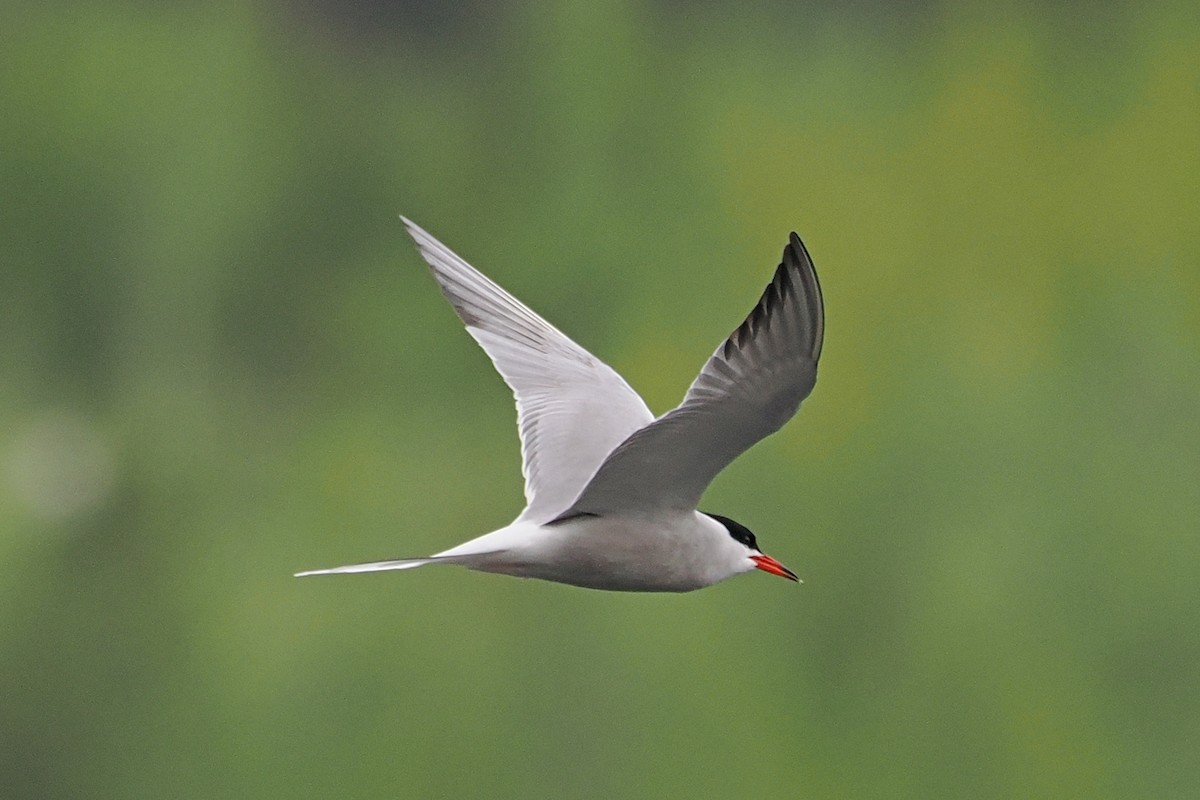 Common Tern - ML646840418