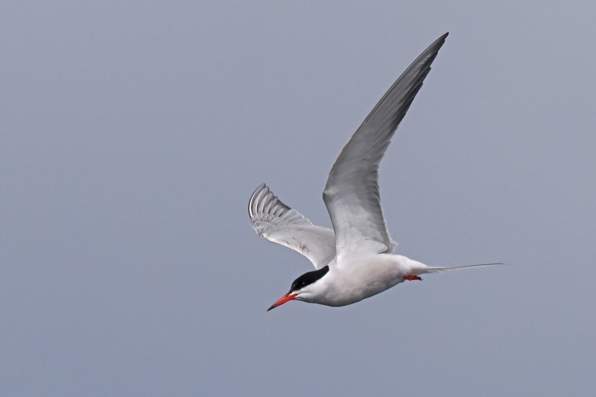 Common Tern - ML646840419