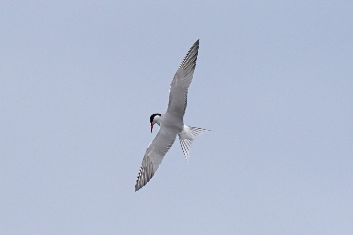 Common Tern - ML646840420