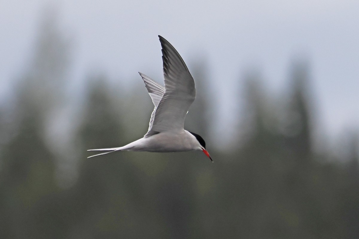 Common Tern - ML646840421