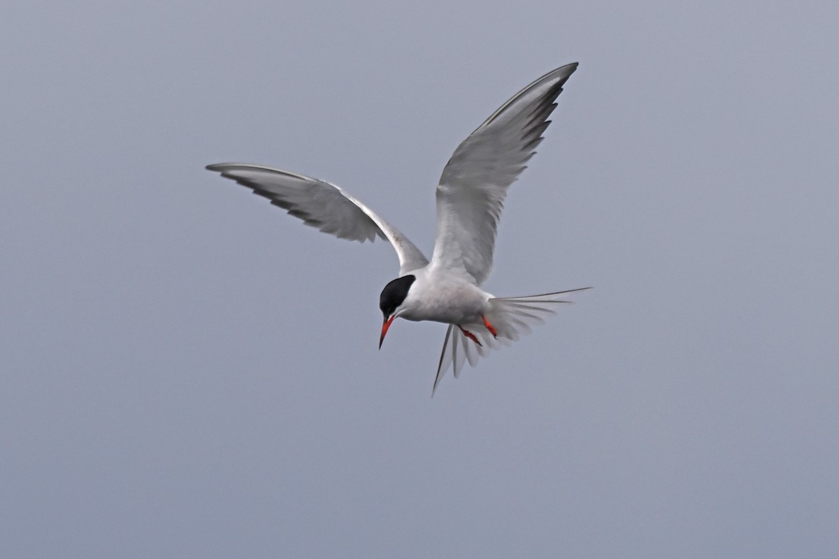 Common Tern - ML646840422