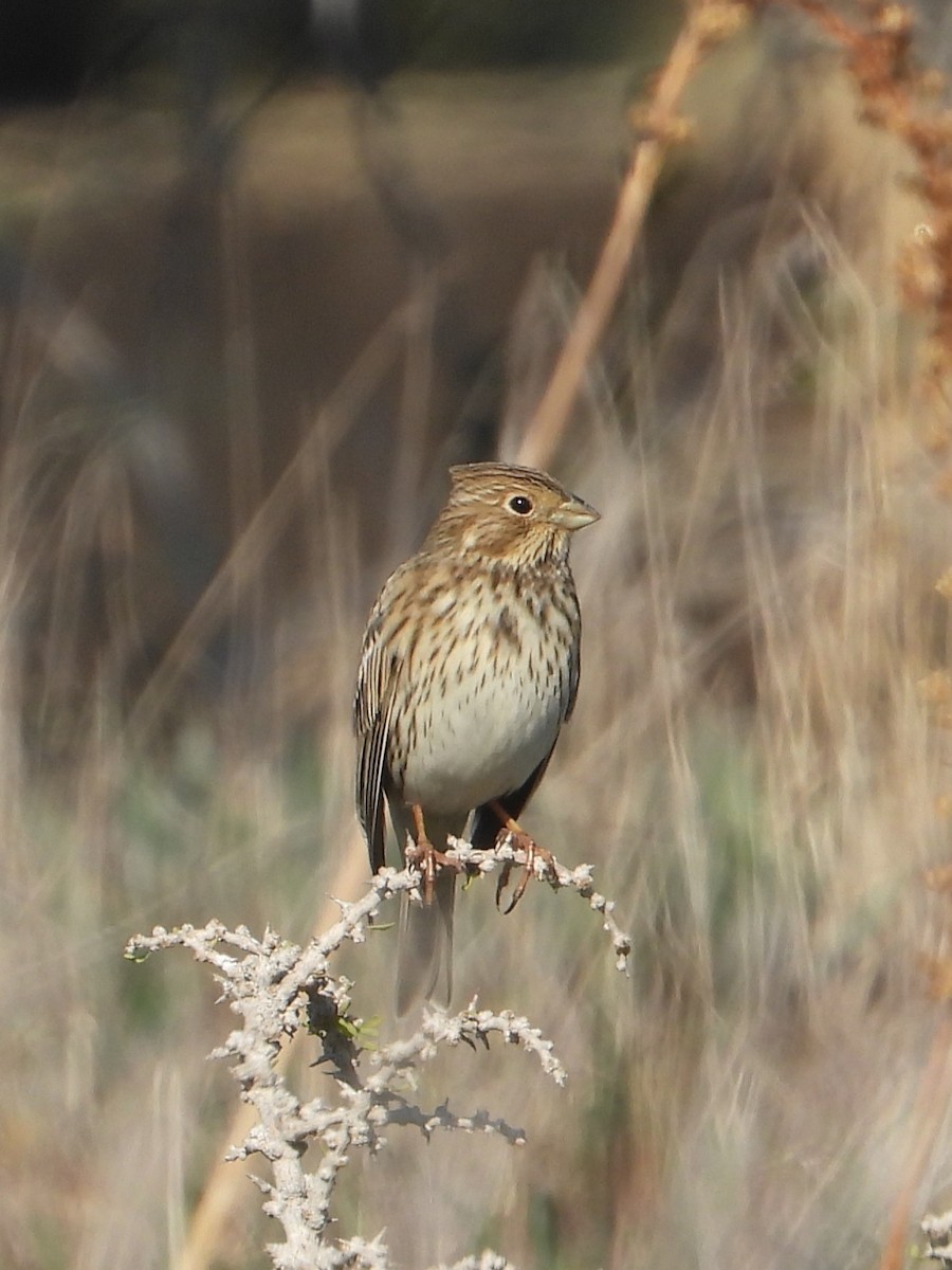 kornspurv - ML646840423