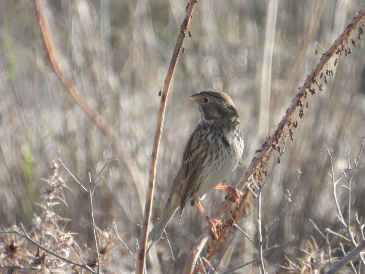 kornspurv - ML646840424