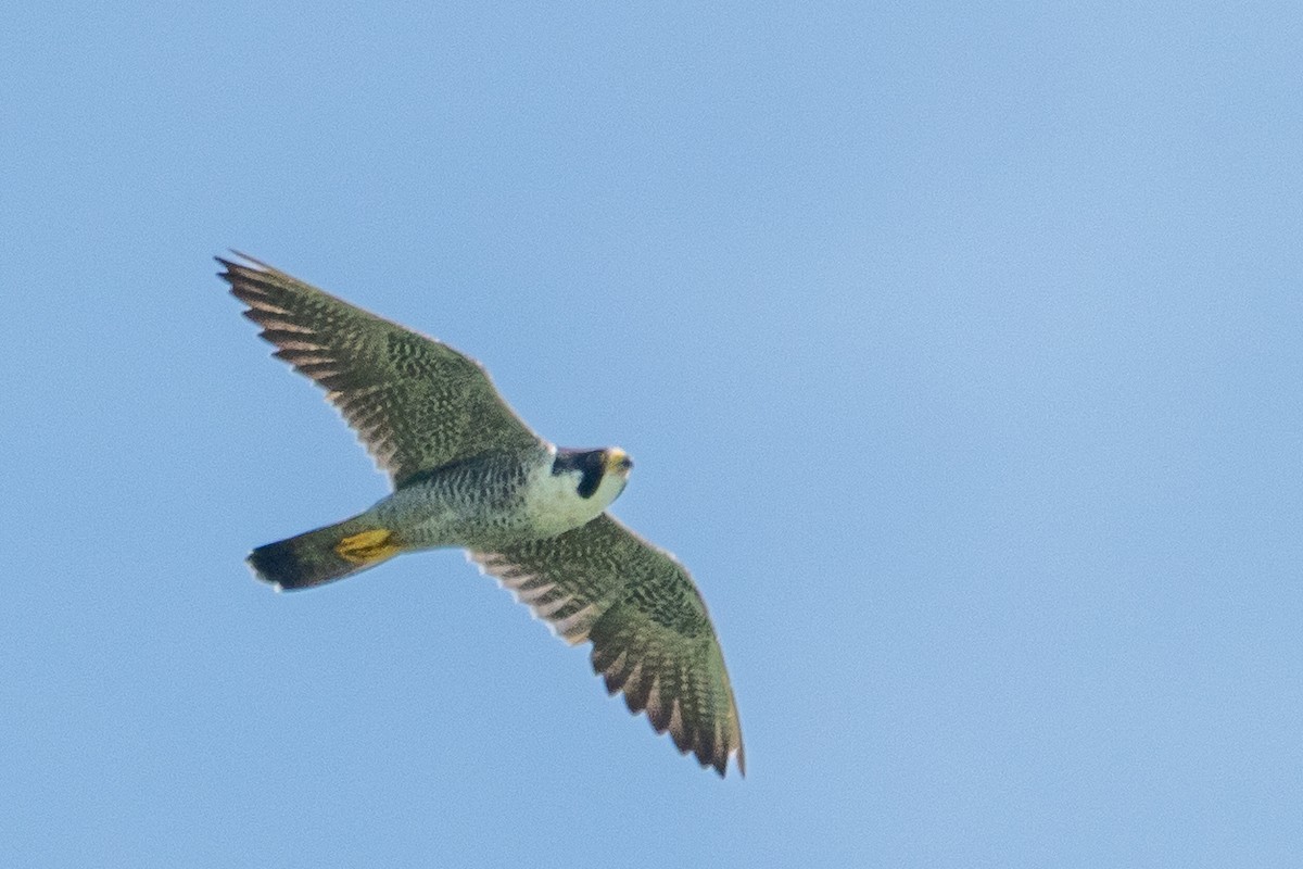 Peregrine Falcon - ML646840425