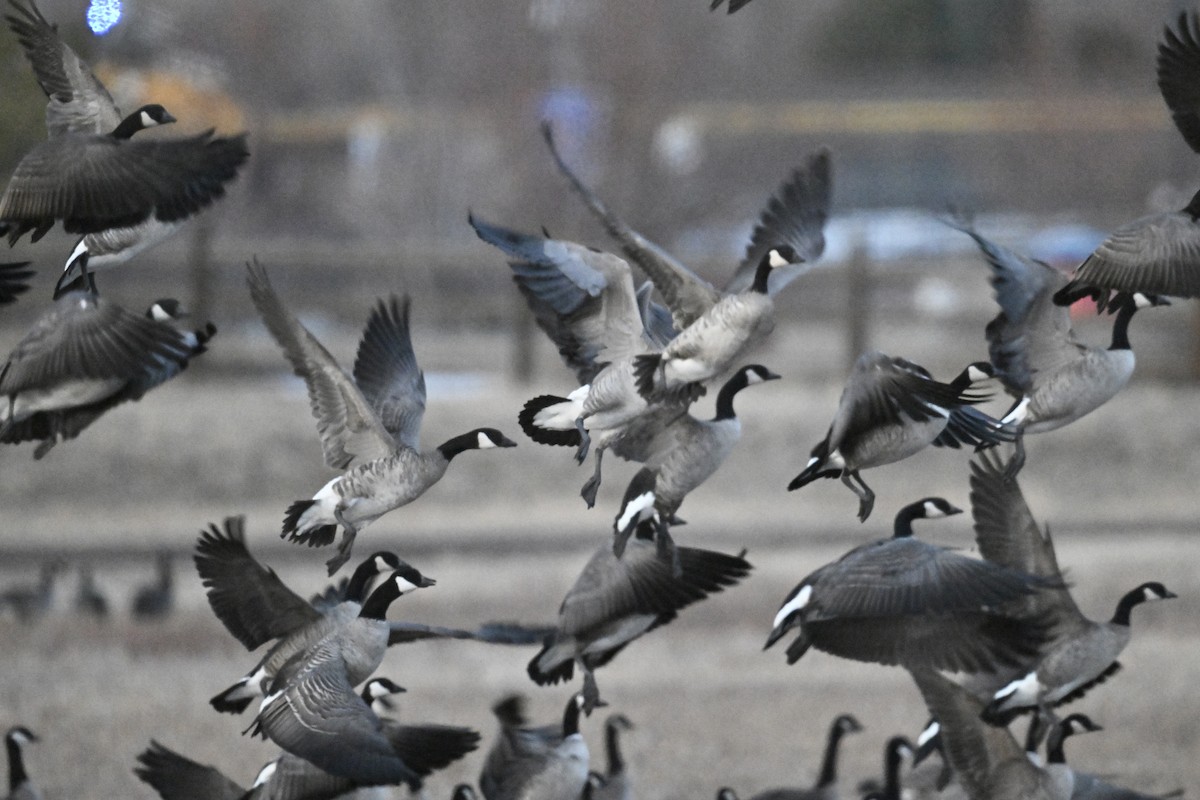 Cackling Goose - ML646840426