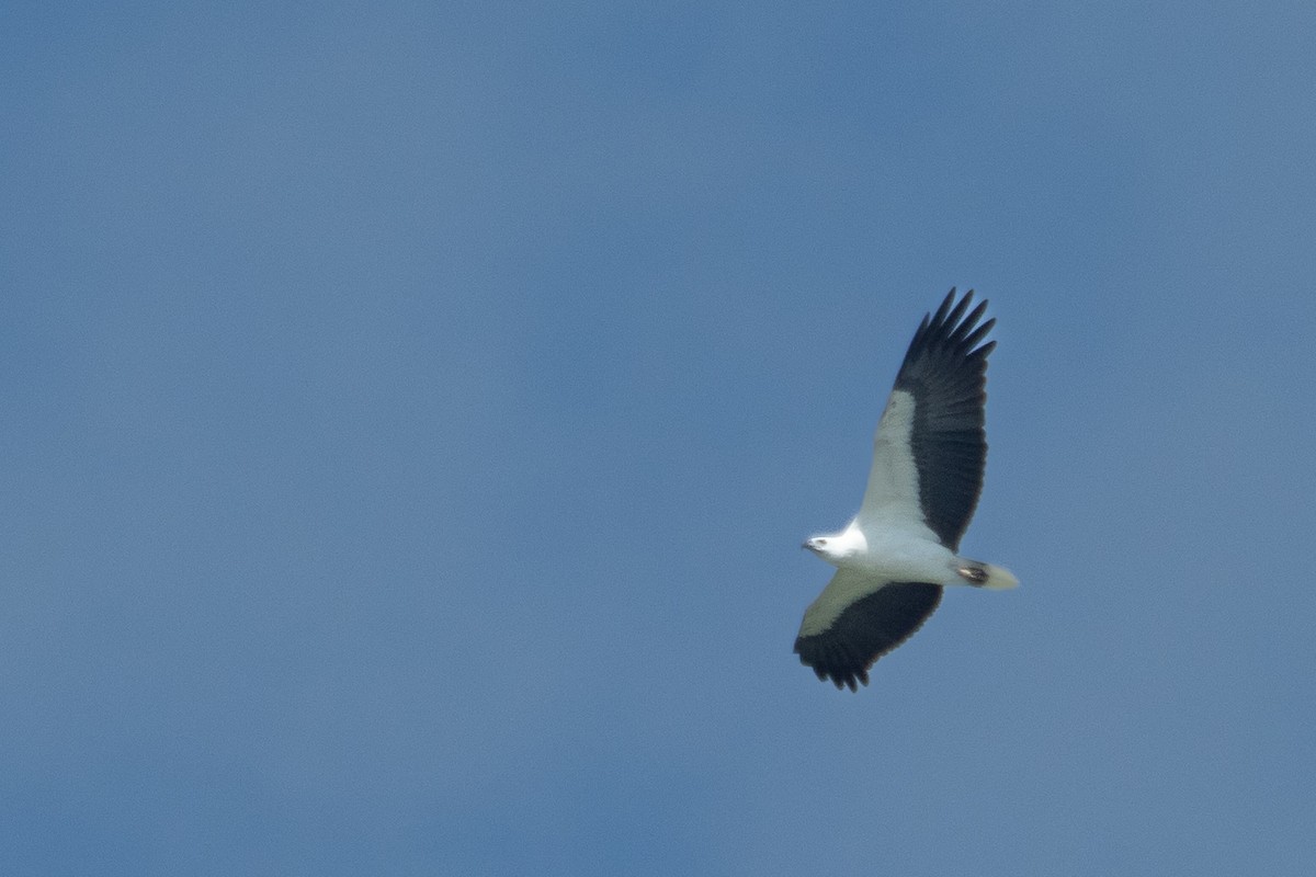 White-bellied Sea-Eagle - ML646840427