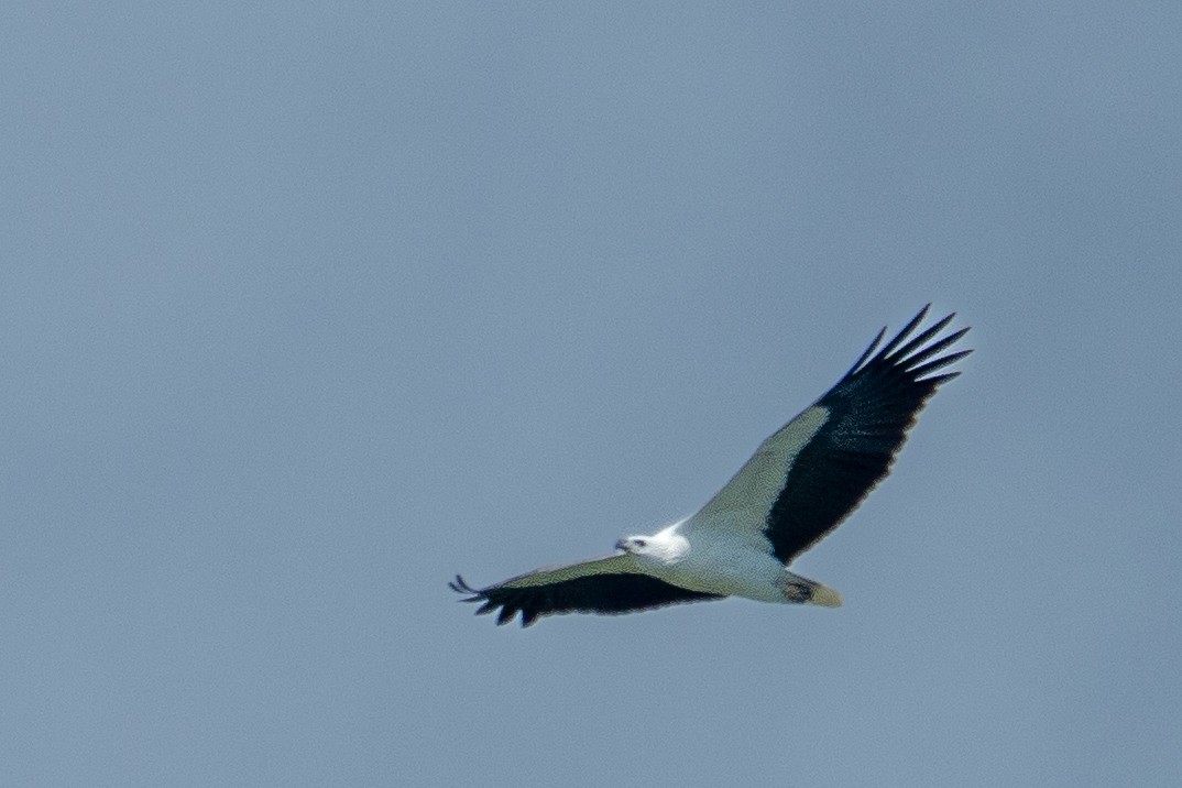 White-bellied Sea-Eagle - ML646840428