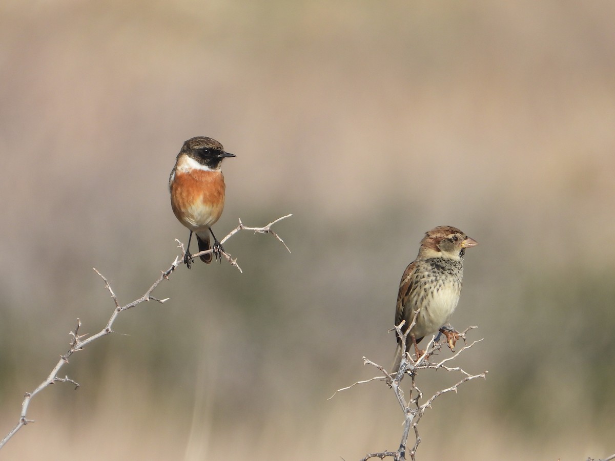 middelhavsspurv - ML646840430