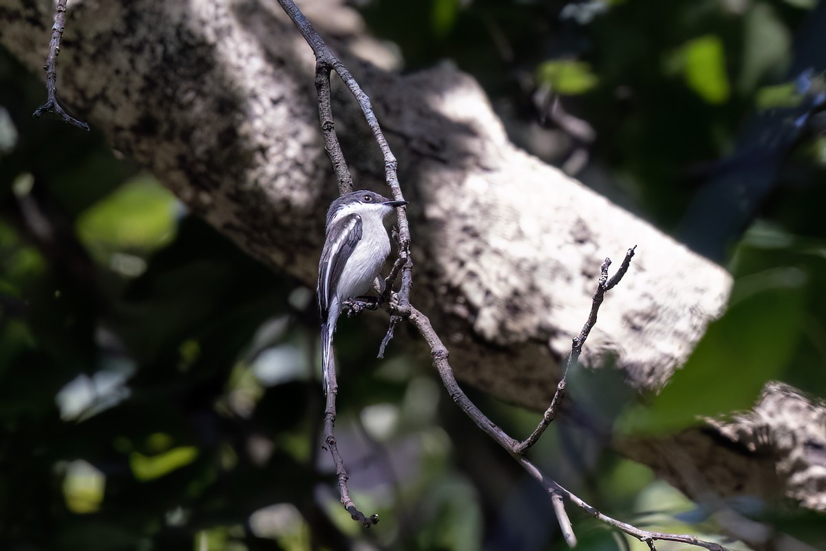 Bar-winged Flycatcher-shrike - ML646840431