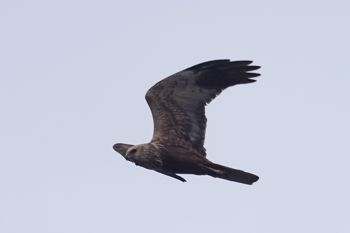 Rohrweihe - ML646840441