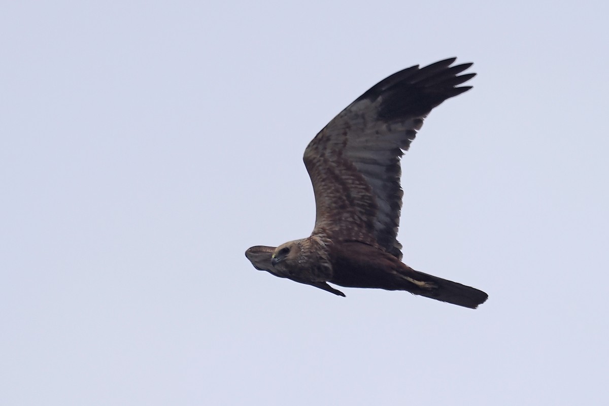 Rohrweihe - ML646840442