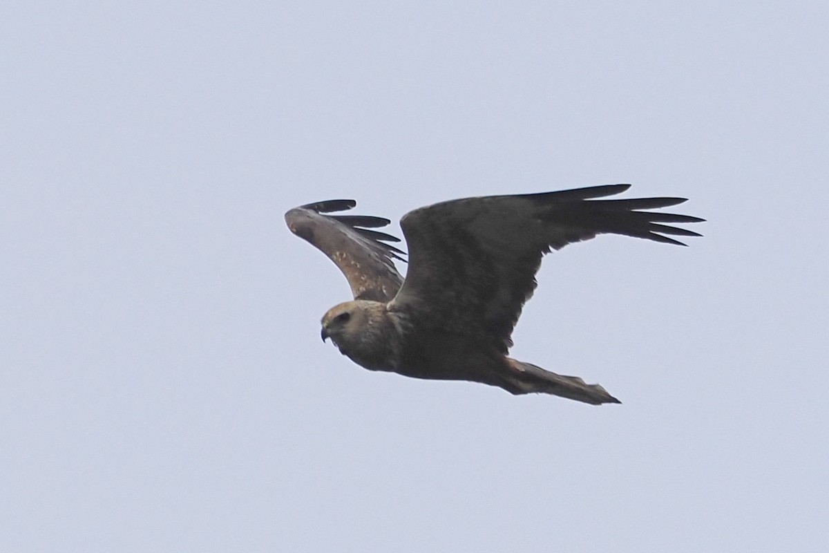 Rohrweihe - ML646840443