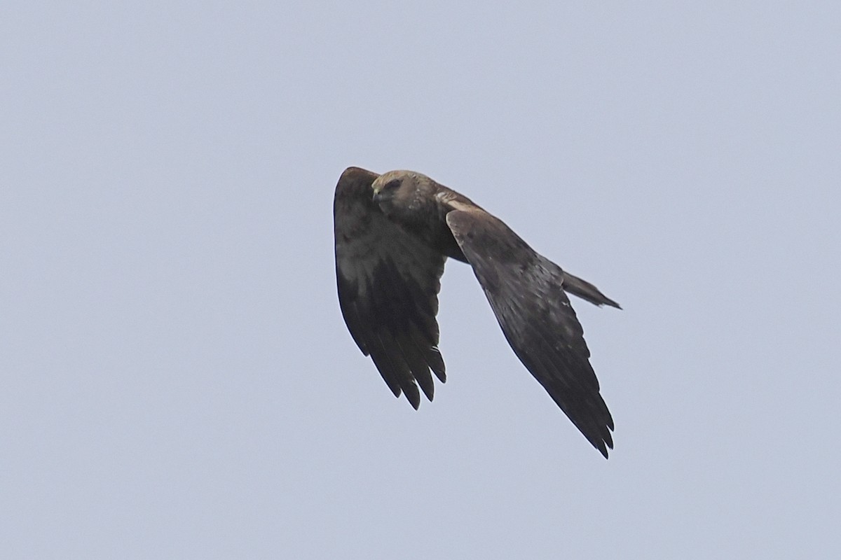 Rohrweihe - ML646840444