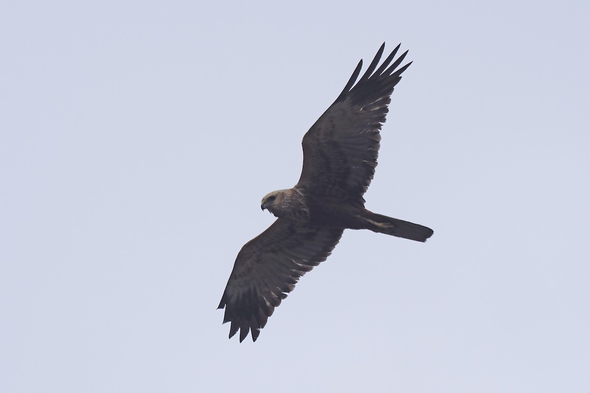 Rohrweihe - ML646840448