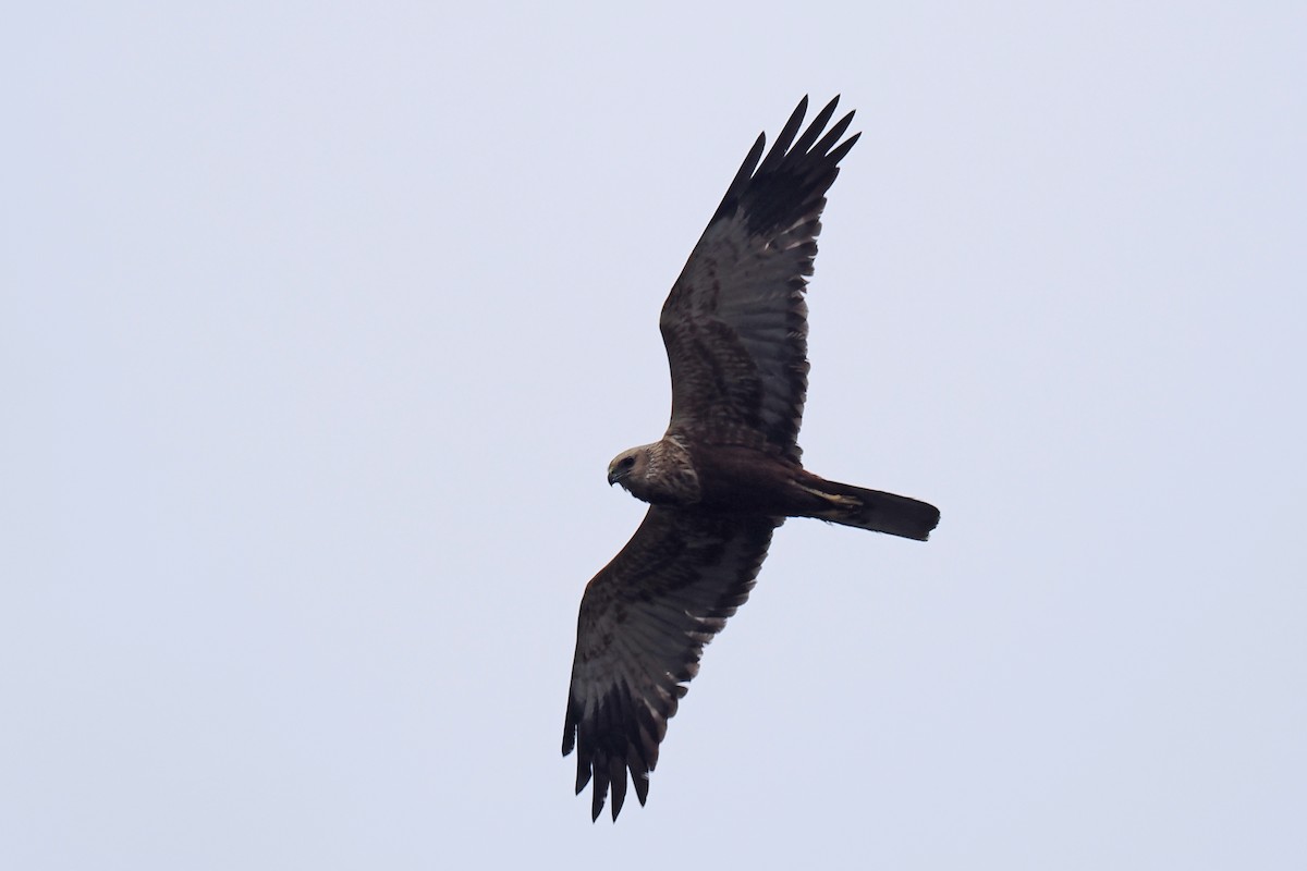 Rohrweihe - ML646840449