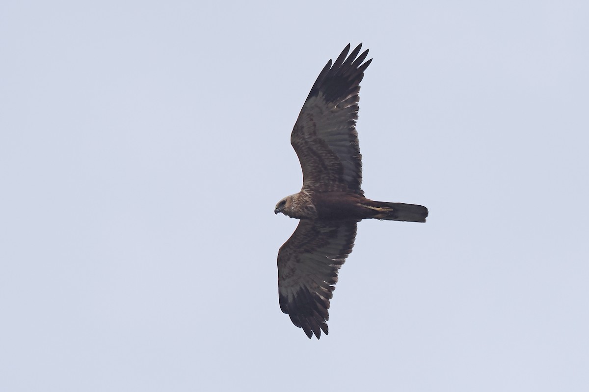 Rohrweihe - ML646840450