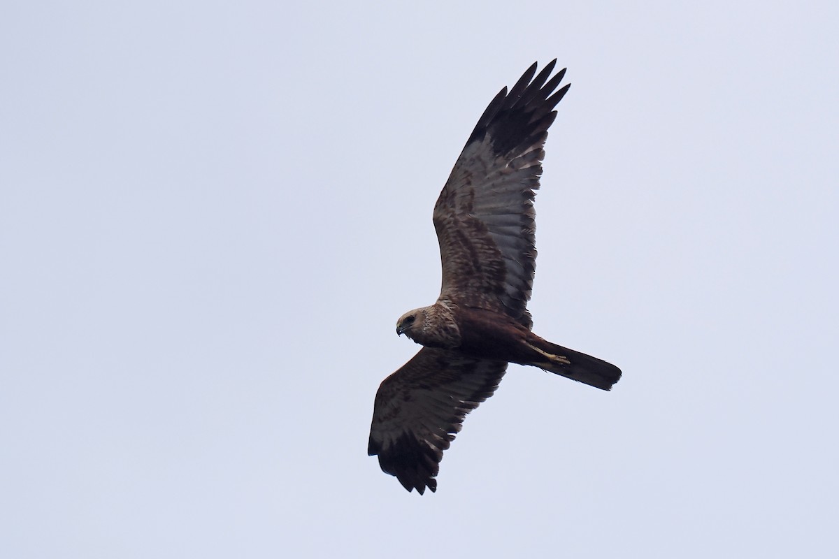 Rohrweihe - ML646840451