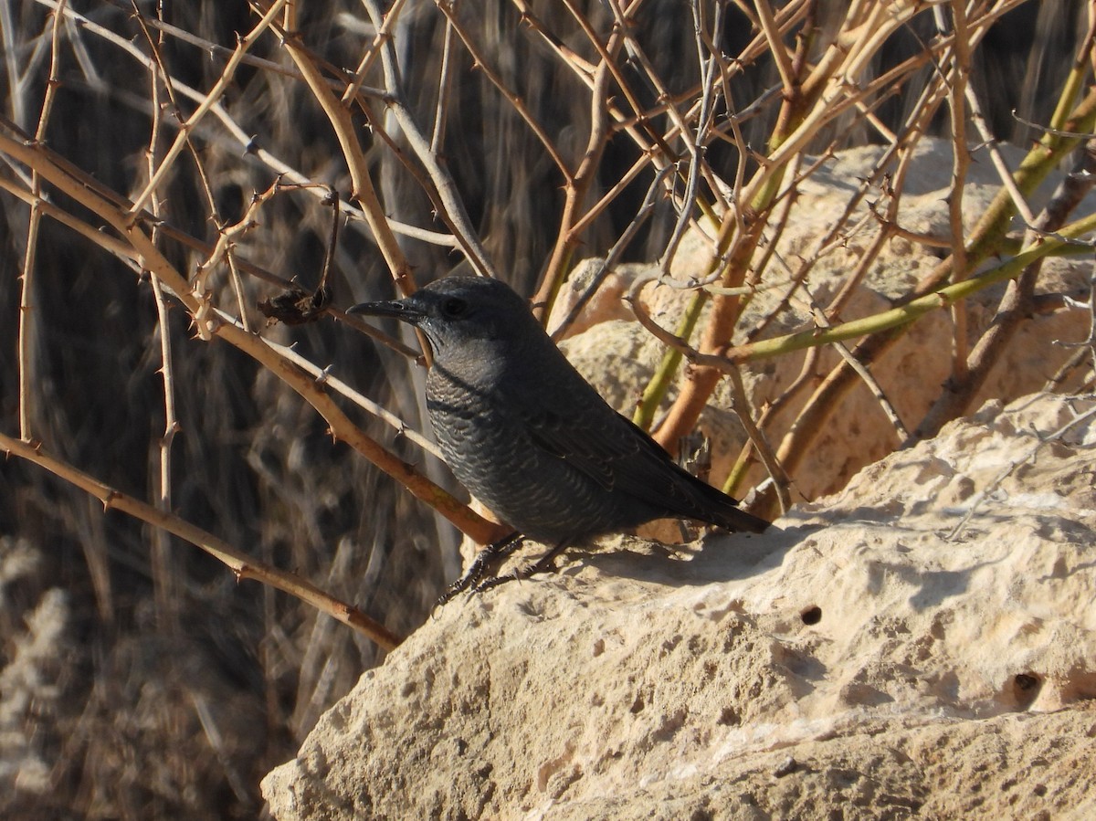 Blaumerle - ML646840452