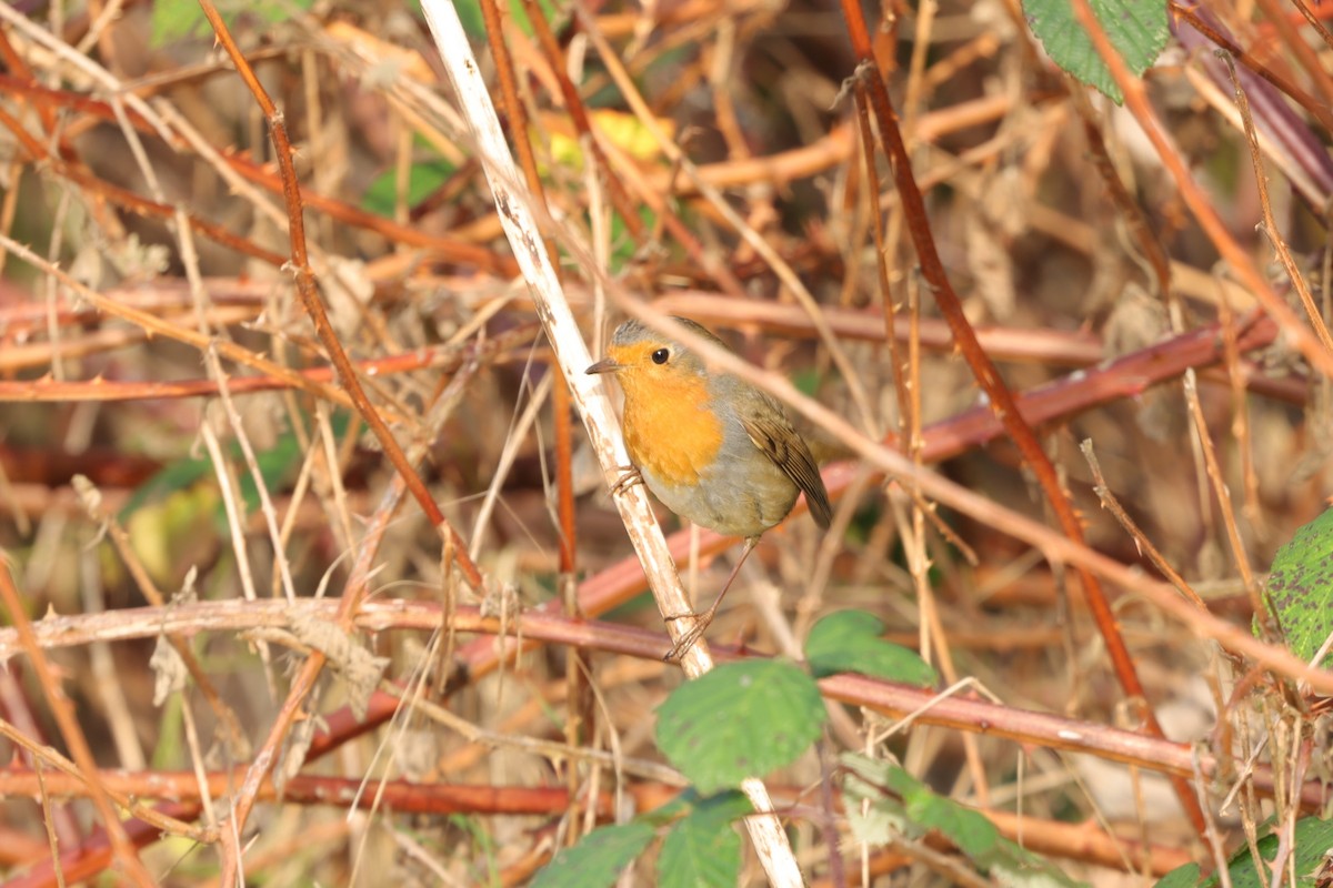 European Robin - ML646840455