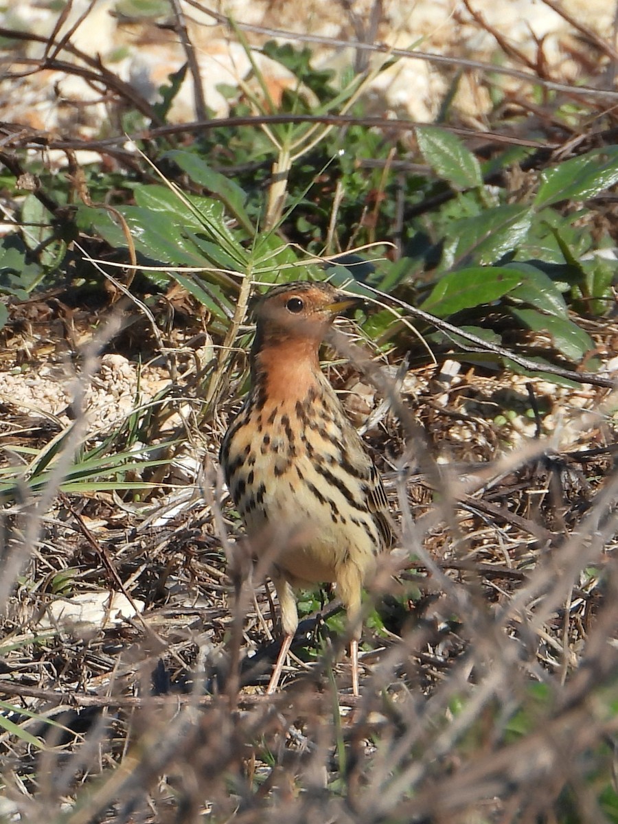 lappiplerke - ML646840473