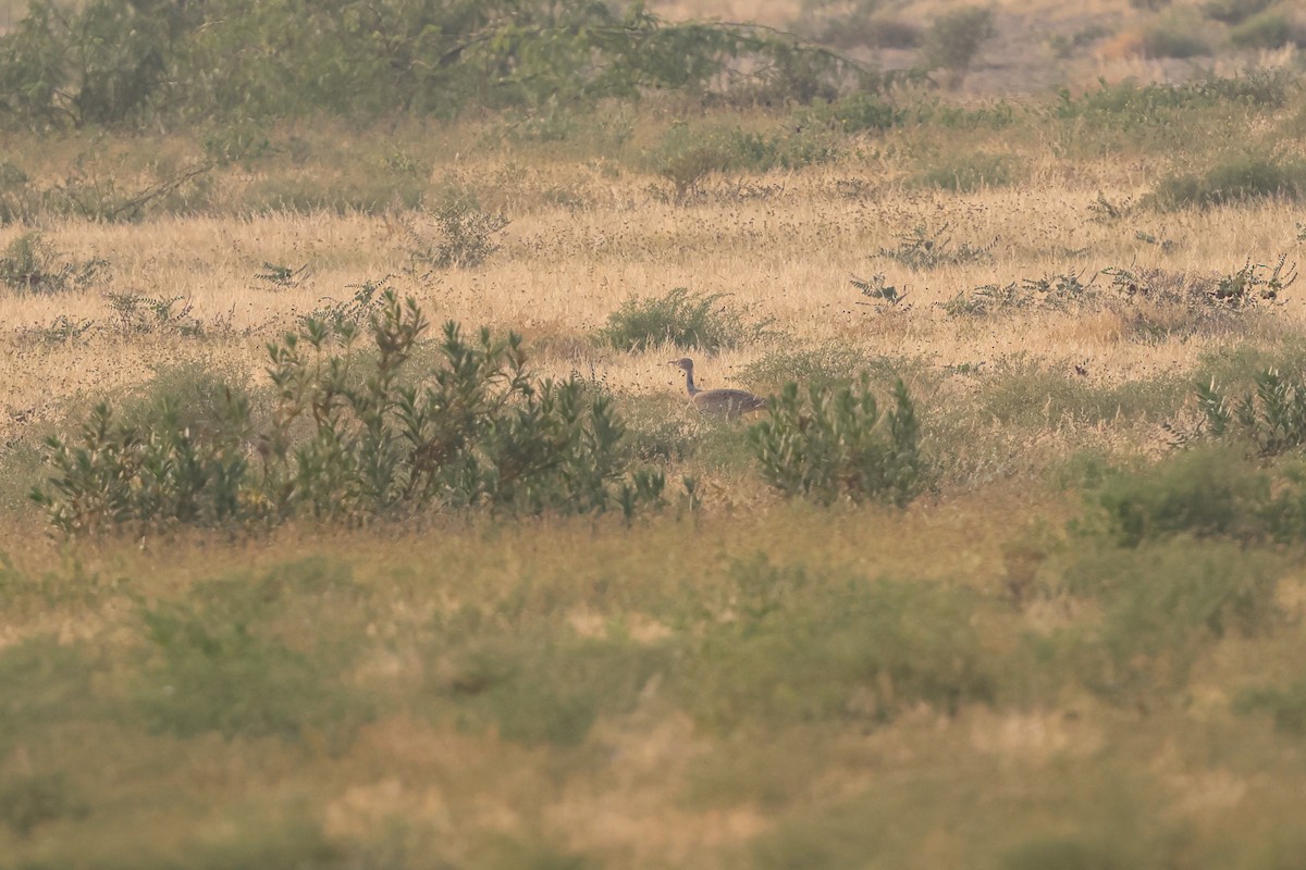 Asian Houbara - ML646840474