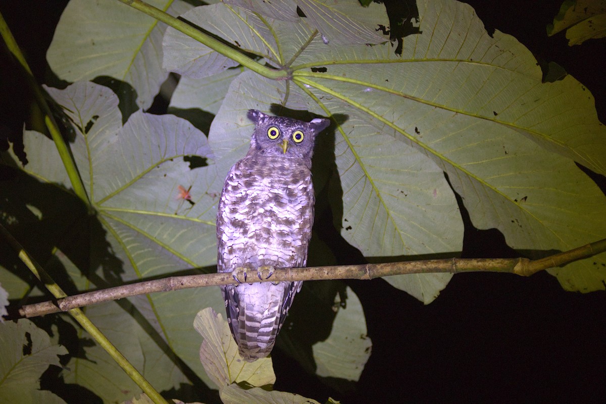 billehubro - ML646840475