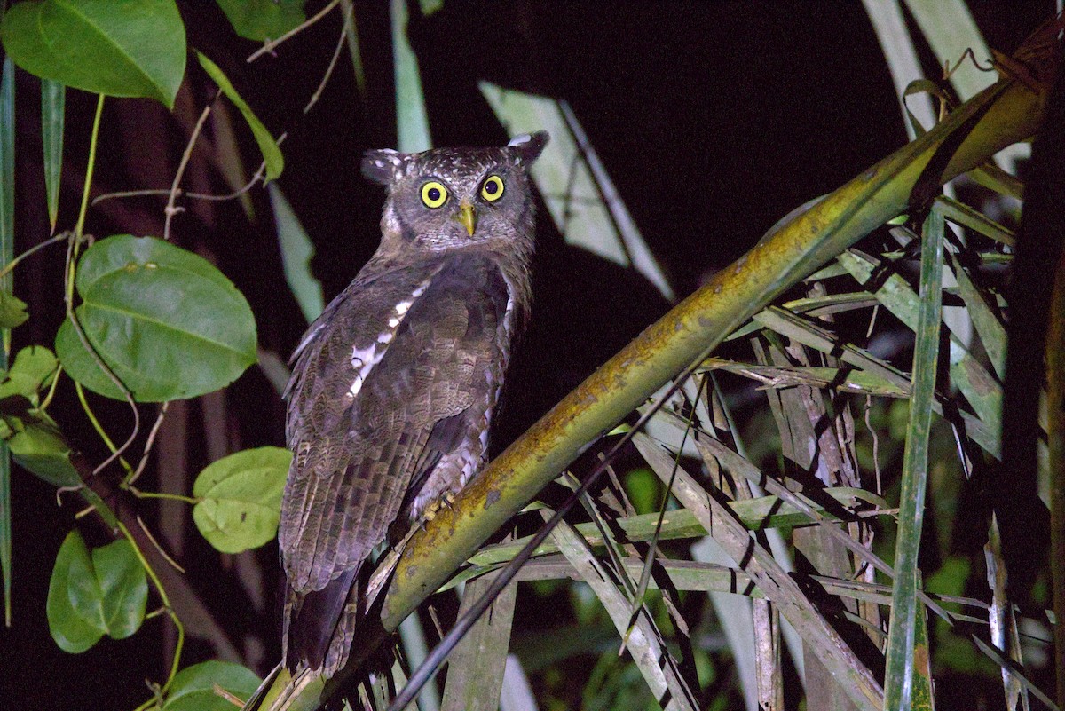 billehubro - ML646840476