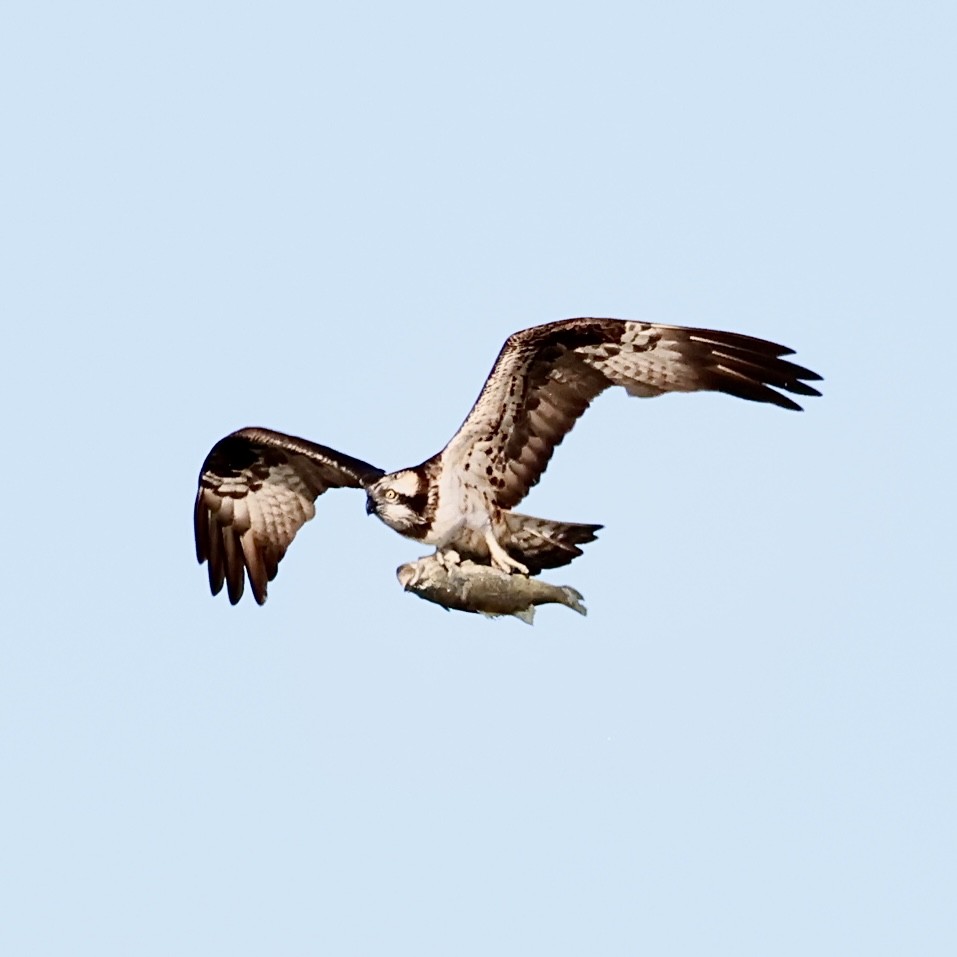 Osprey - ML646840481