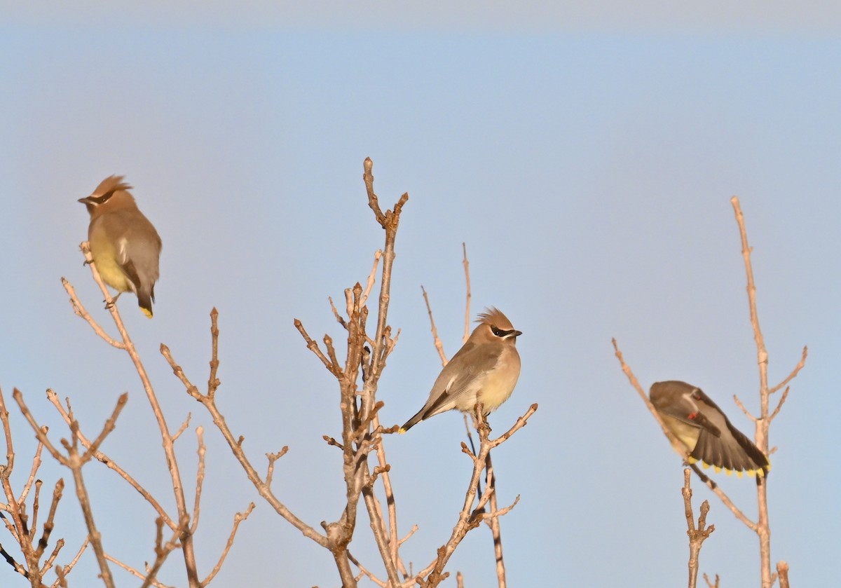 Cedar Waxwing - ML646840482