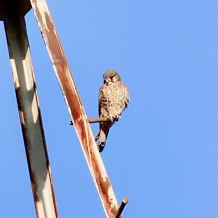 Eurasian Kestrel - ML646840485