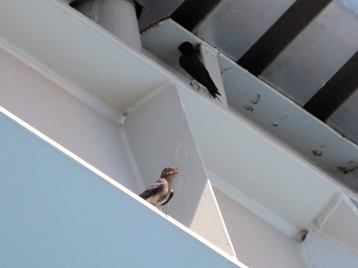 Gri Göğüslü Kırlangıç - ML646840486