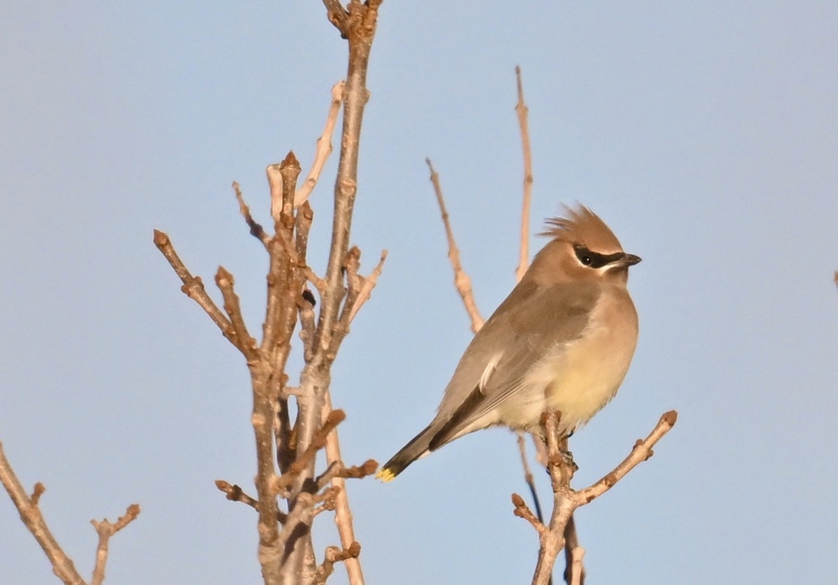Cedar Waxwing - ML646840487