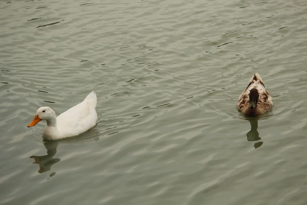 Mallard (Domestic type) - ML646840496