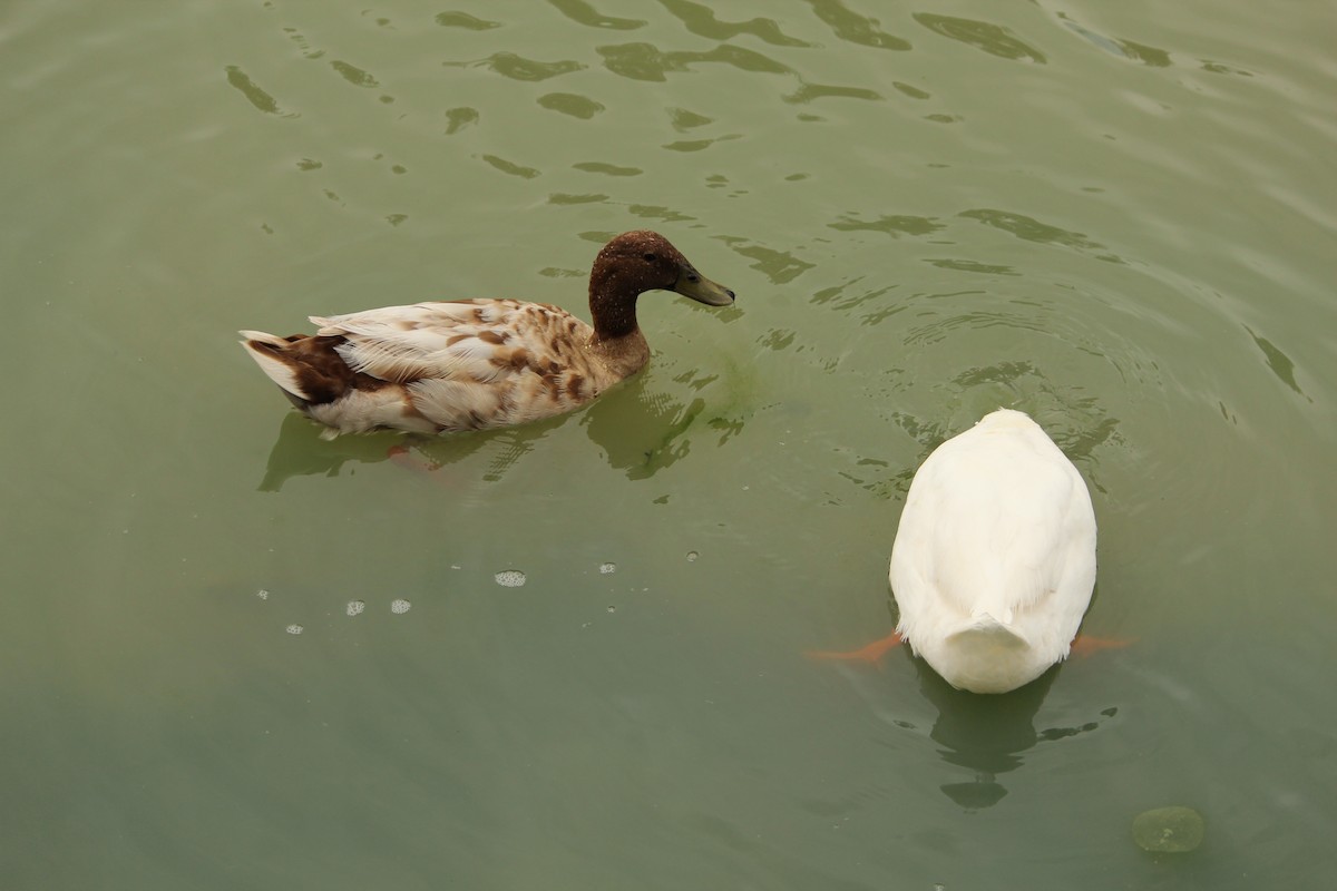 Mallard (Domestic type) - ML646840497