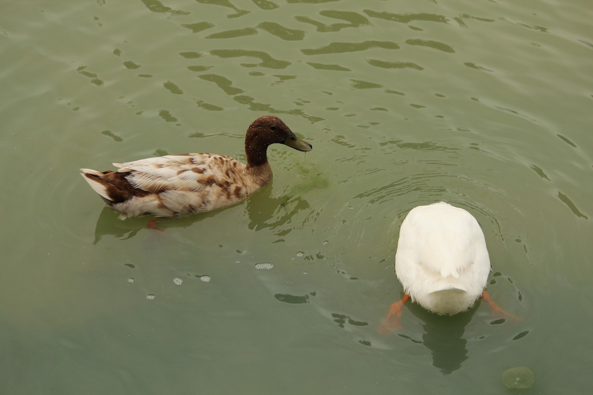 Mallard (Domestic type) - ML646840498