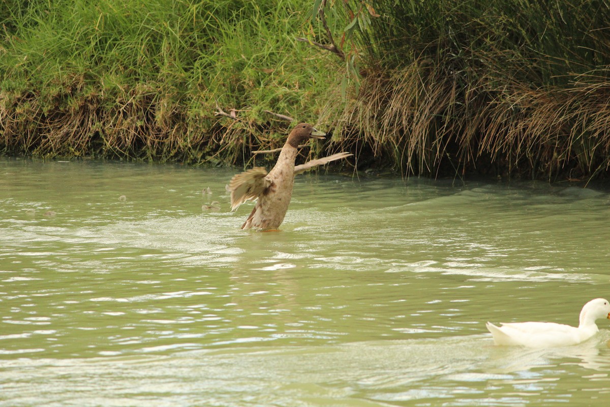 Mallard (Domestic type) - ML646840499