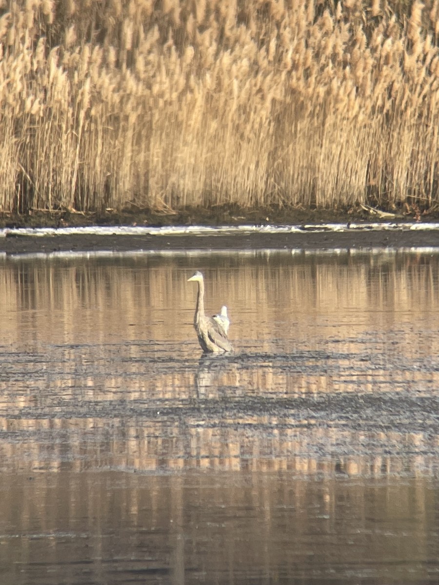 Great Blue Heron - ML646840500