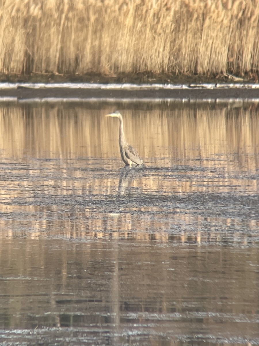 Great Blue Heron - ML646840501