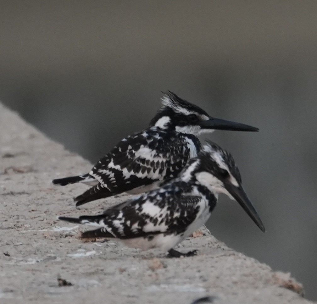 rybařík jižní - ML646840503