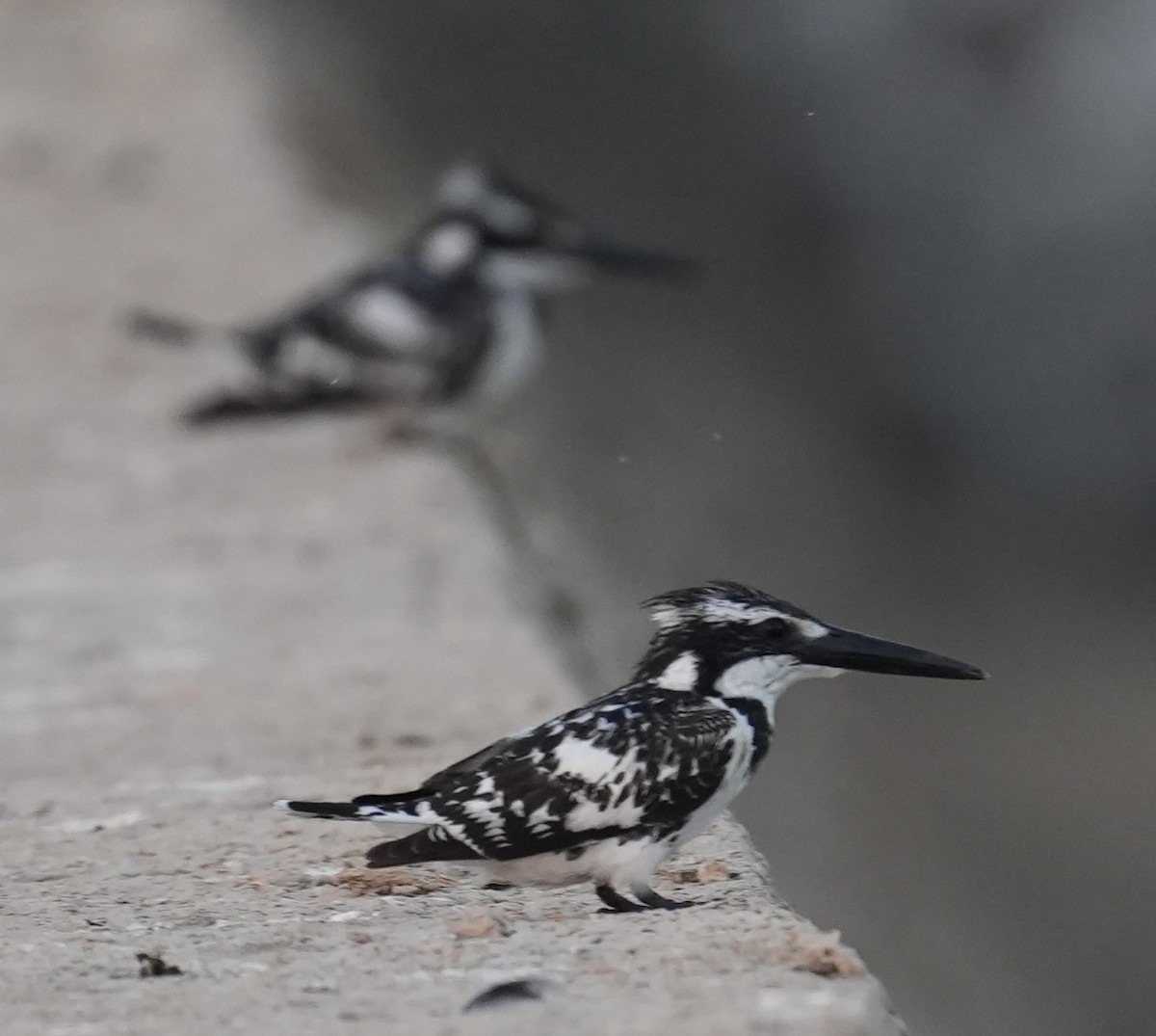 rybařík jižní - ML646840505