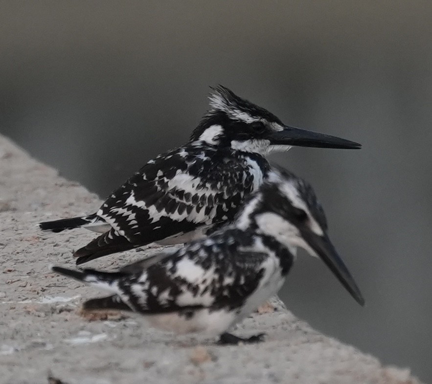 rybařík jižní - ML646840506