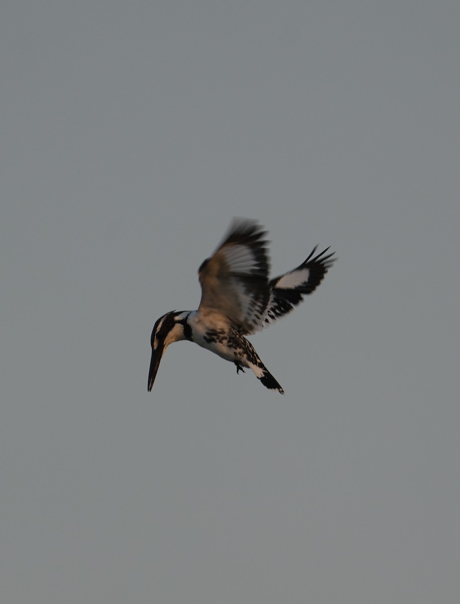 rybařík jižní - ML646840507