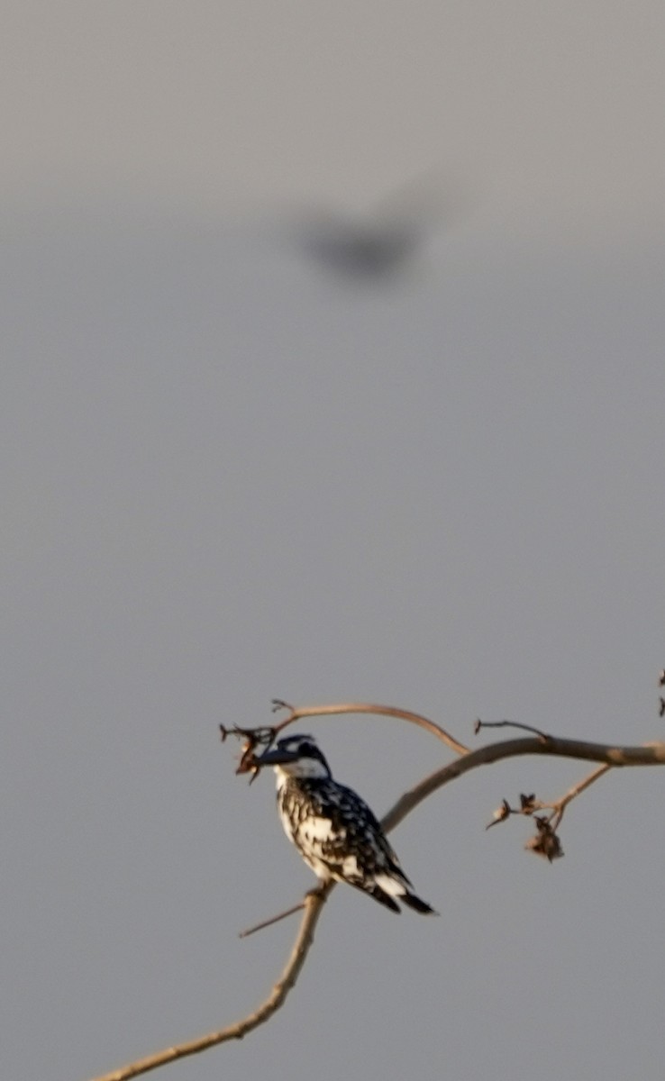 rybařík jižní - ML646840509