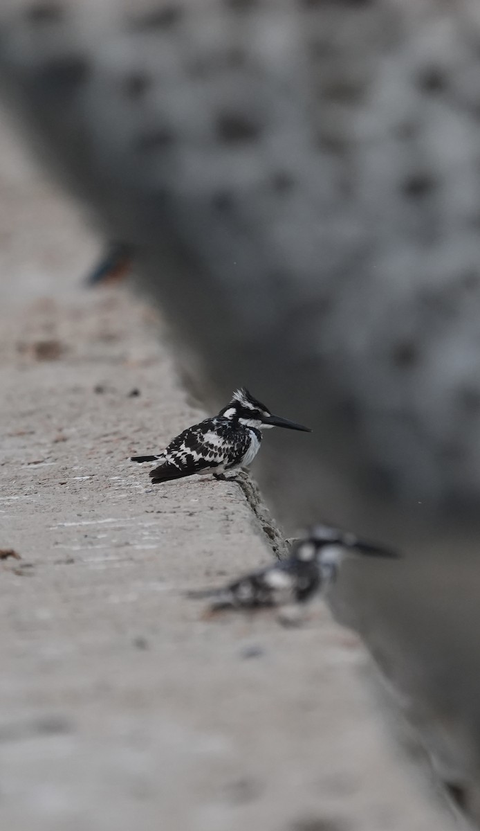 rybařík jižní - ML646840511