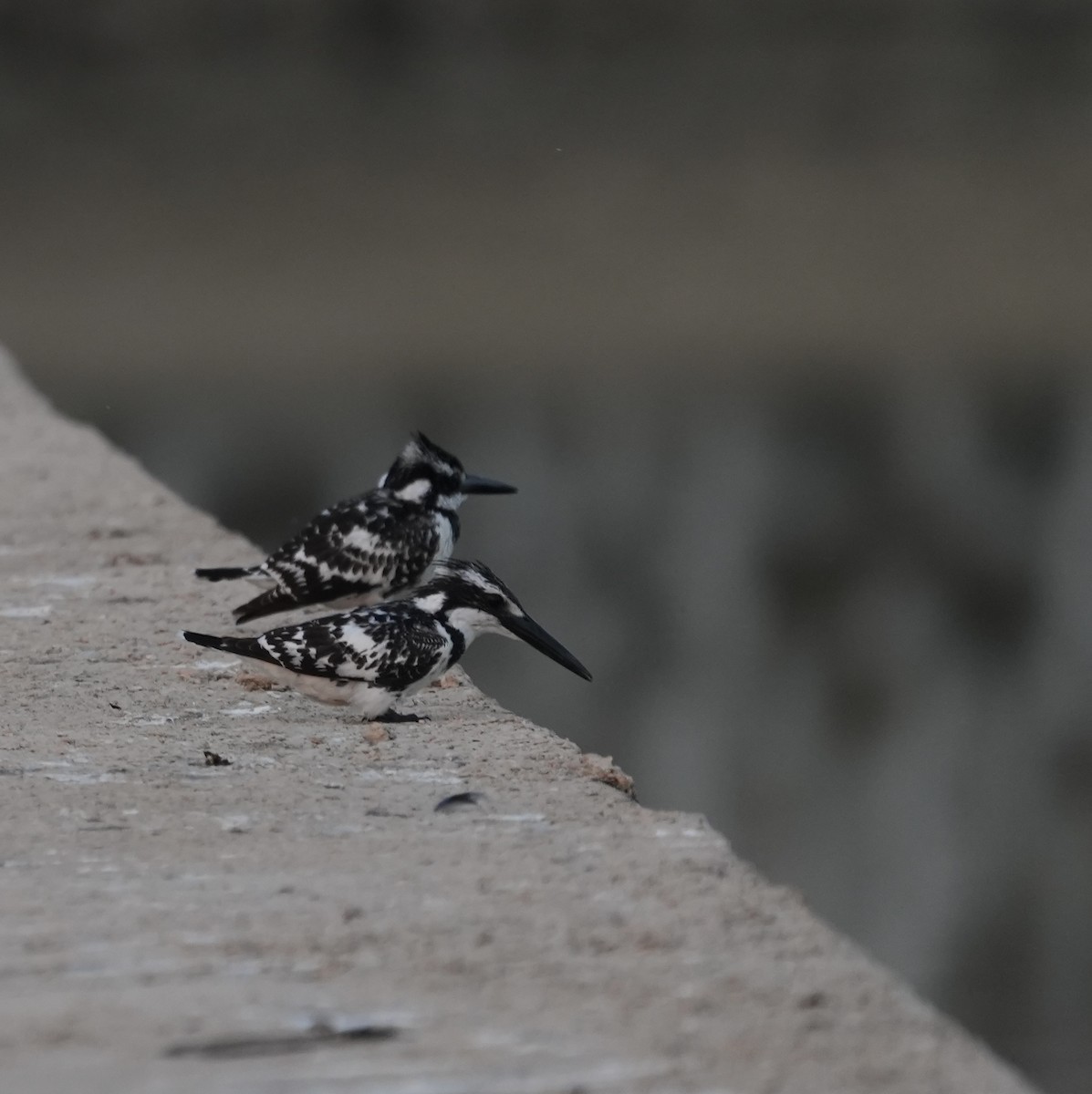 rybařík jižní - ML646840512