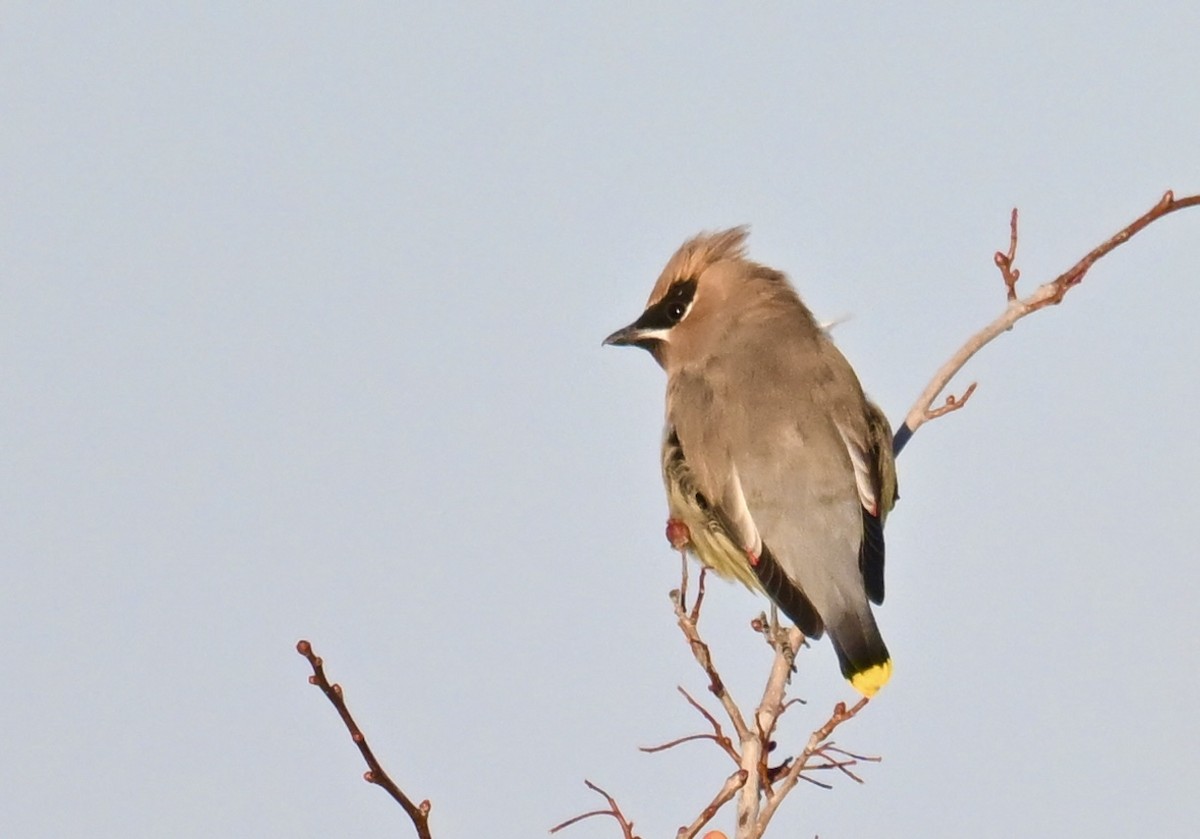 Cedar Waxwing - ML646840515