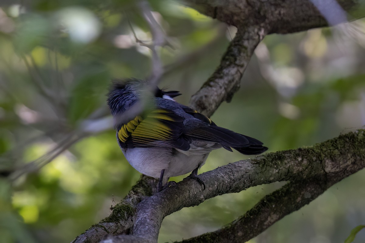 キバネヒヨドリ（flavala グループ） - ML646840518