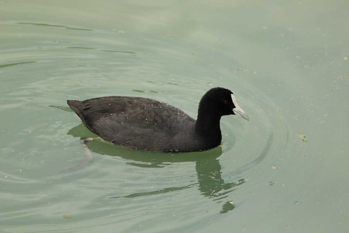 Eurasian Coot - ML646840519