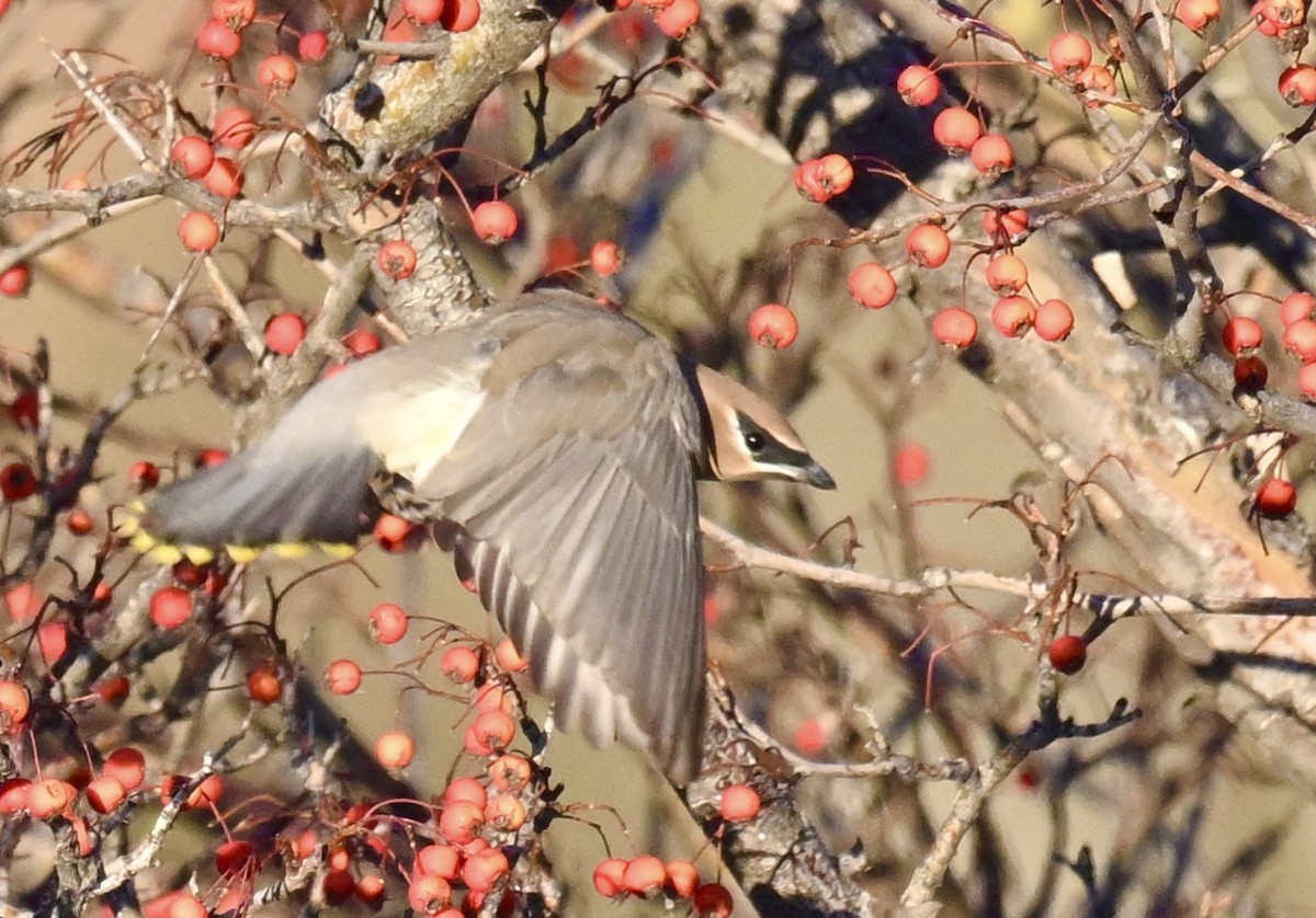 Cedar Waxwing - ML646840523