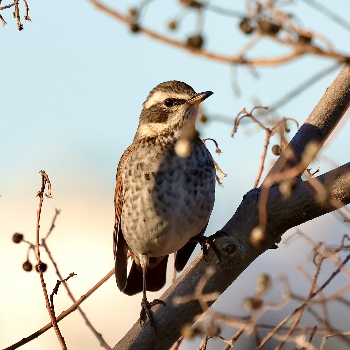 Dusky Thrush - ML646840524